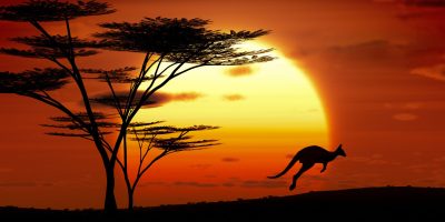 kangaroo sunset australia
