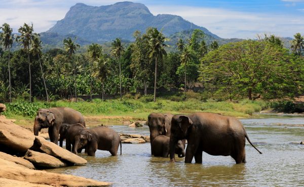 elephants herd in jungle elephants herd in jungle