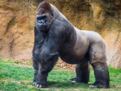 Male gorilla.