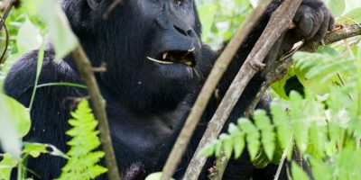Bwindi Impenetrable Forest Mountain Gorillas, Uganda