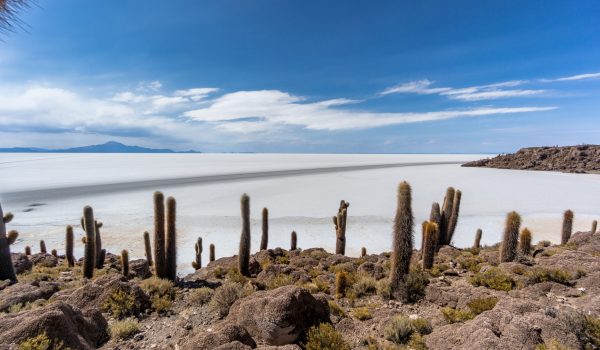 Incahuasi island, Uyuni Saline Salar de Uyuni, Aitiplano, Bolivia Incahuasi island in the Uyuni Saline Salar de Uyuni, Aitiplano, Bolivia