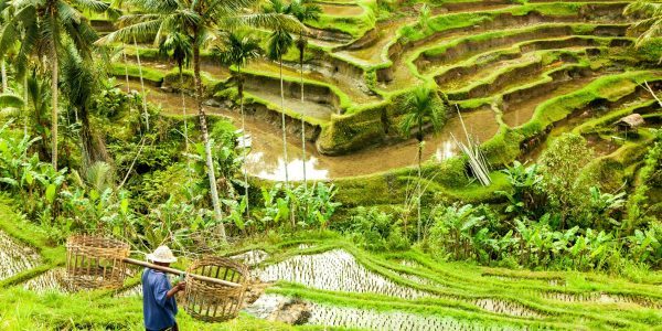 bali Rice fields ubud indonesia
