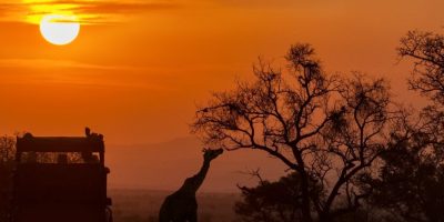 Golden sunset in South Africa with silhouette of safari vehicle and giraffe eating from tree. Horizontal banner.