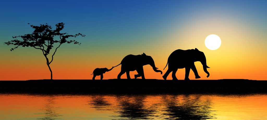 Ngorongoro cratere ecosistema Tanzania animali