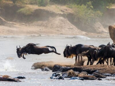 Wildebeests are crossing Mara river. Great Migration. Kenya. Tanzania. Masai Mara National Park. An excellent illustration.