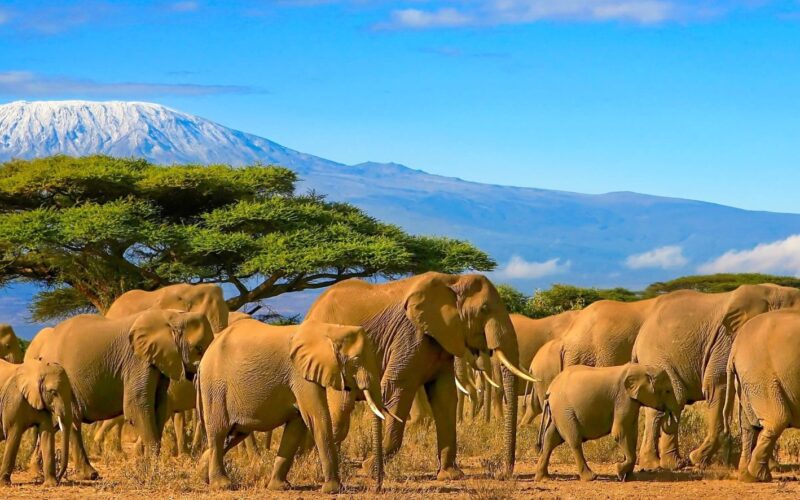 Herd of african elephants taken on a safari trip to Kenya with a snow capped Kilimanjaro mountain in Tanzania in the background, under a cloudy blue skies.