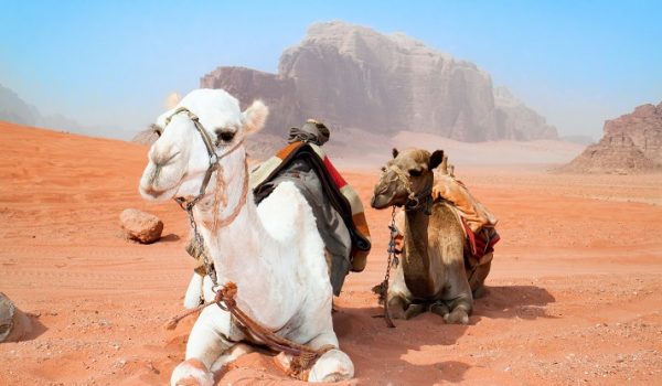 Camels take a rest in Wadi Rum red desert, Jordan