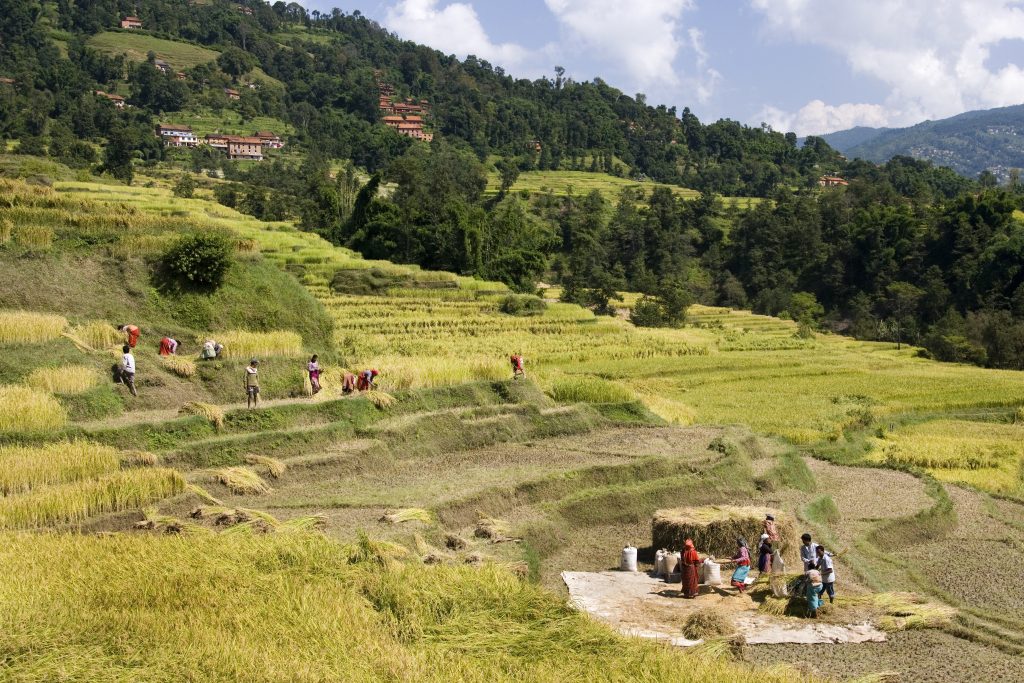 Harvesting rice crop at a small village in the Kathmandu Valley in Nepal.