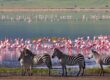Serengeti savana Tanzania fauna migrazione gnu