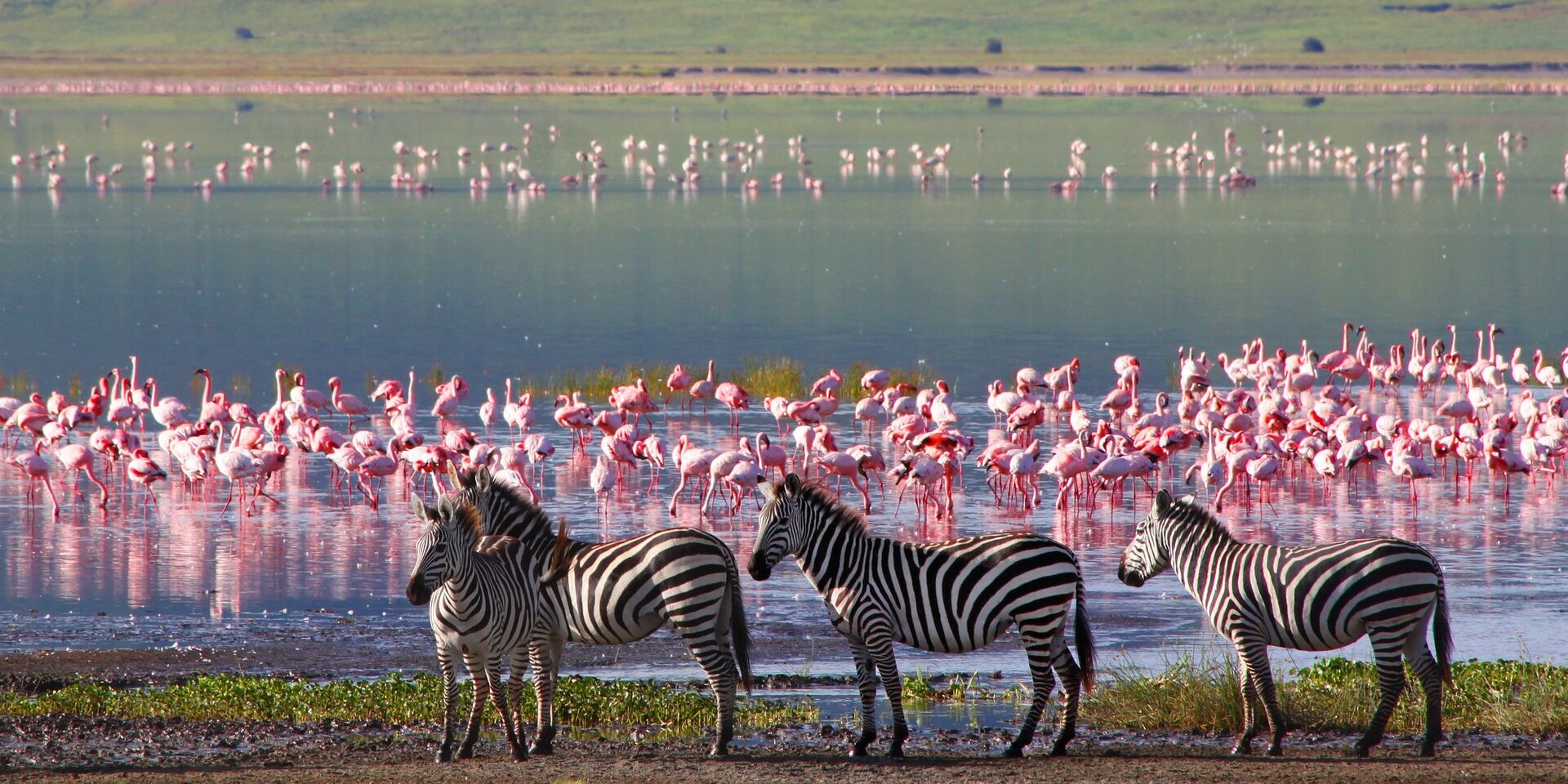 Zebras and wildebeests in the Ngorongoro Crater, Tanzania Serengeti savana Tanzania fauna migrazione gnu