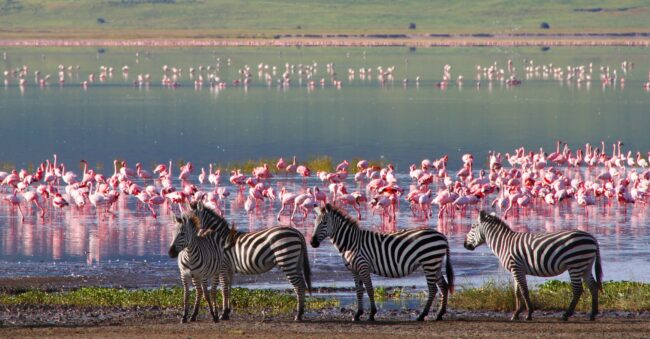 Serengeti savana Tanzania fauna migrazione gnu