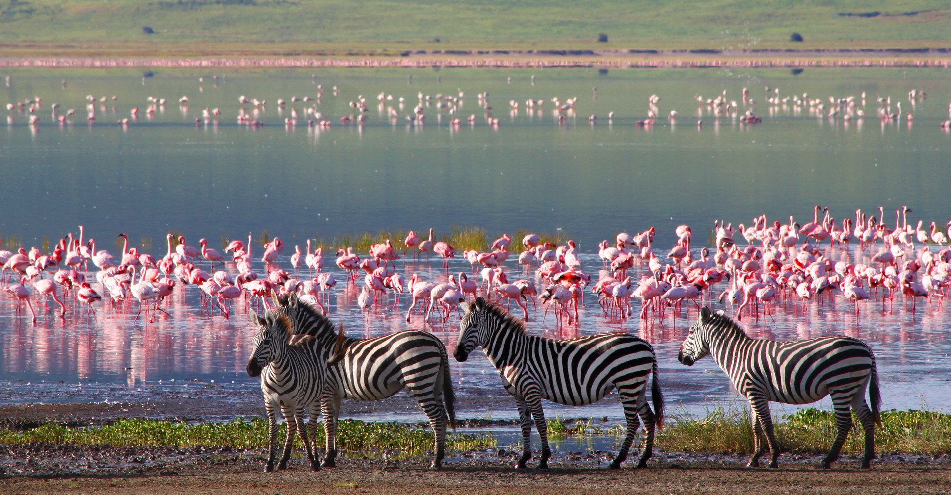 Serengeti savana Tanzania fauna migrazione gnu