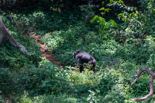 Uganda e il trekking con i gorilla