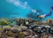 snorkeling e immersioni alle Maldive