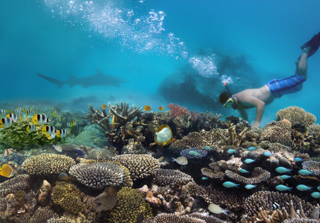 Snorkeling on a coral reef – Maldives snorkeling e immersioni alle Maldive