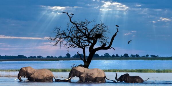 Elephants A group of African Elephants (Loxodonta africana) crossing the Chobe River in Chobe National Park in Northern Botswana.