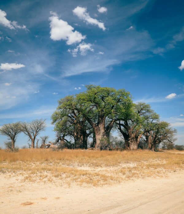 Baobab trees standing tall in the serene landscape of Botswana during a sunny day with scattered clouds A cluster of majestic baobab trees rises prominently against a clear blue sky while golden grass surrounds them in Botswana's tranquil landscape.