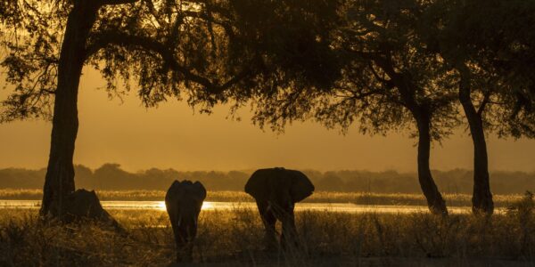 Elephant and calf (Loxodonta Africana), Zambezi River, Zimbabwe Elephant and calf (Loxodonta Africana), Zambezi River, Zimbabwe