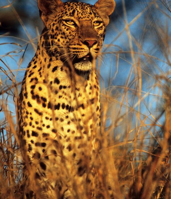 ridotta BOTSWANA leopard-poses-among-tall-grass-in-natural-setting-2026-03-19-02-05-15-utc ridotta BOTSWANA leopard-poses-among-tall-grass-in-natural-setting-2026-03-19-02-05-15-utc