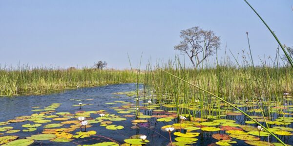 Okavango Delta, Okavango Wetland, Botswana Okavango Delta, Okavango Wetland, UNESCO World Heritage Site, Ramsar Wetland, Botswana, Africa