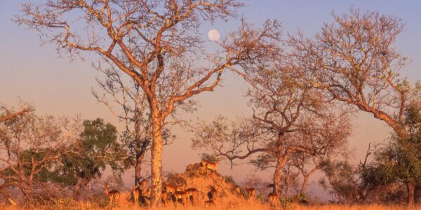 African Moonrise Moonrise behind a tree and a herd of impala in Kruger National Park, South Africa.
